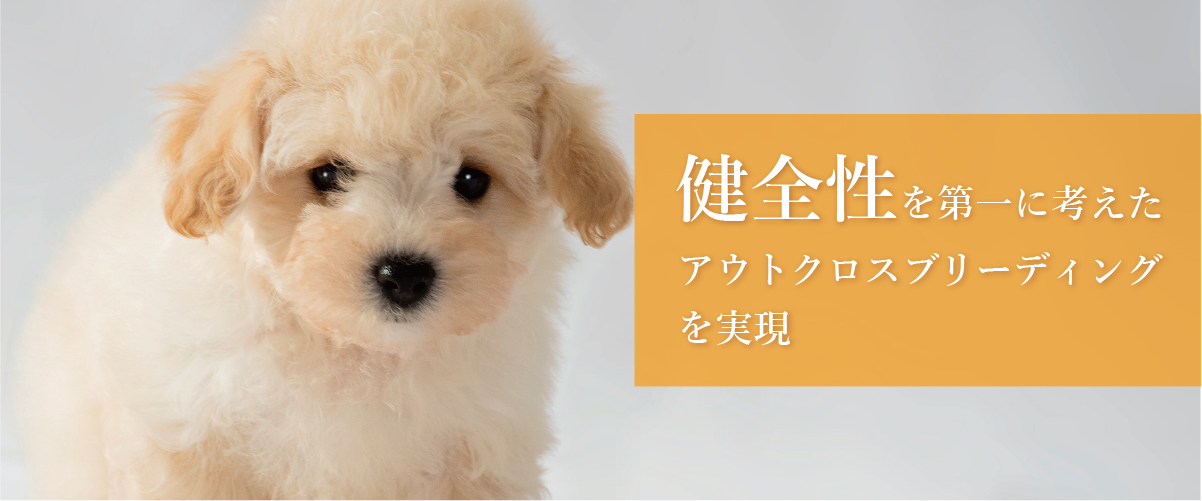 健全性を第一に考えたアウトクロスブリーディングを実現