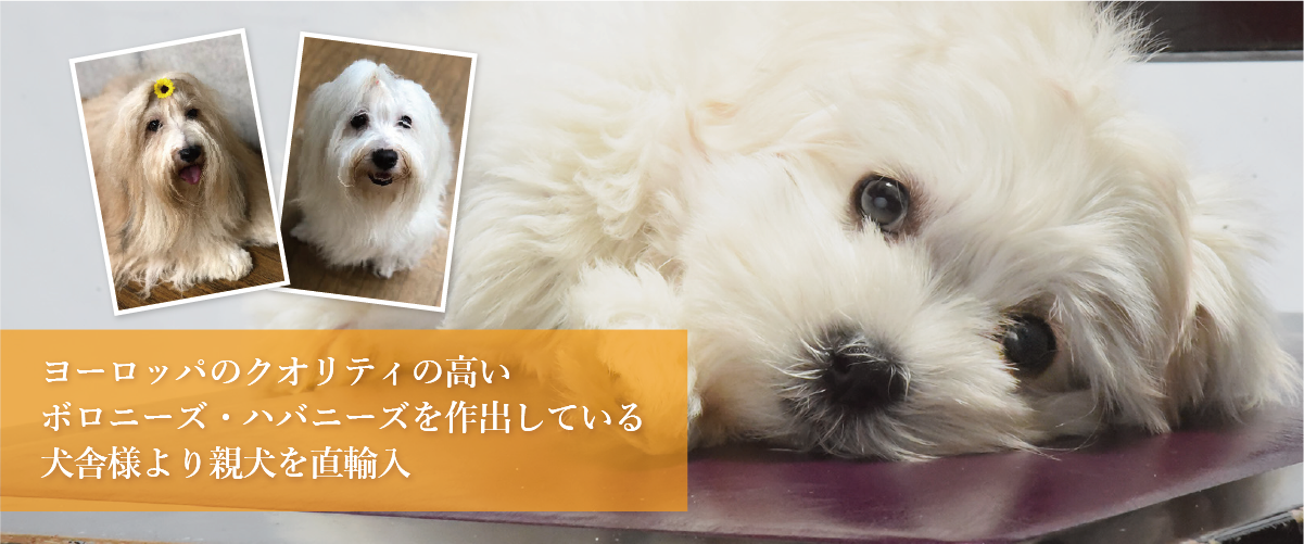 ヨーロッパのクオリティの高いボロニーズ・ハバニーズを作出している犬舎様より親犬を直輸入